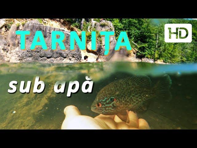 Underwater at Tarnita Lake (Cluj, Romania)