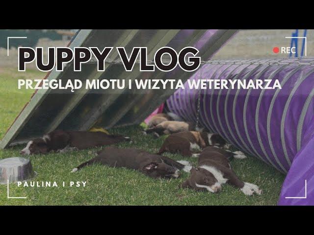 PUPPY VLOG: PRZEGLĄD MIOTU I WIZYTA WETERYNARZA | PAULINA I PSY