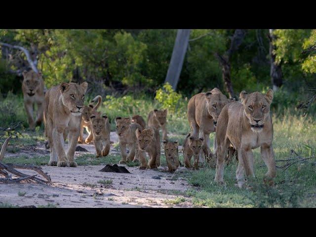 Ntsevu/Kambula Pride & Birmingham males (J 2019)