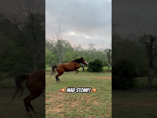 How dare her! #horse #dog #animals #animalshorts #shorts #fyp