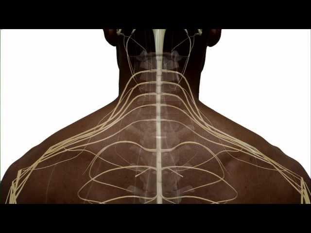 Anatomy of the Spinal Cord and How it Works