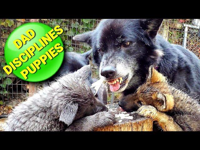 WARNING!! Dad Disciplines Puppies - Pack Feeding