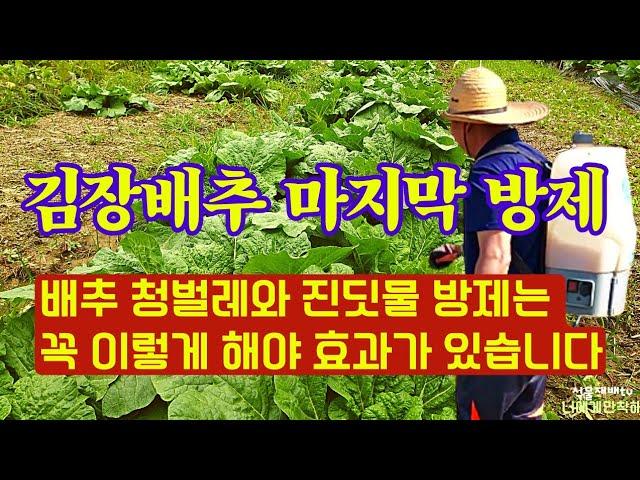 To control kimchi cabbage pests, you must do this. // There is no need to do this anymore. //