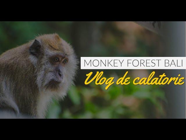 Vlog de calatorie din Bali | Monkey Forest