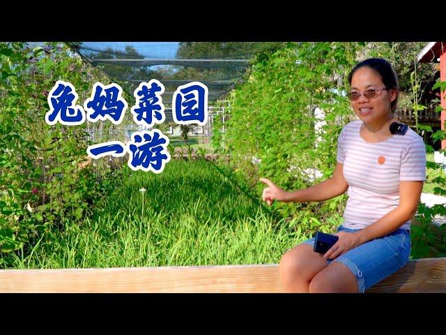 EP 2 兔妈大菜园一游，变化太大了噢^_^