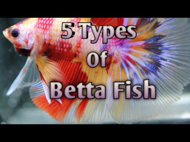 5 Types Of Betta Fish