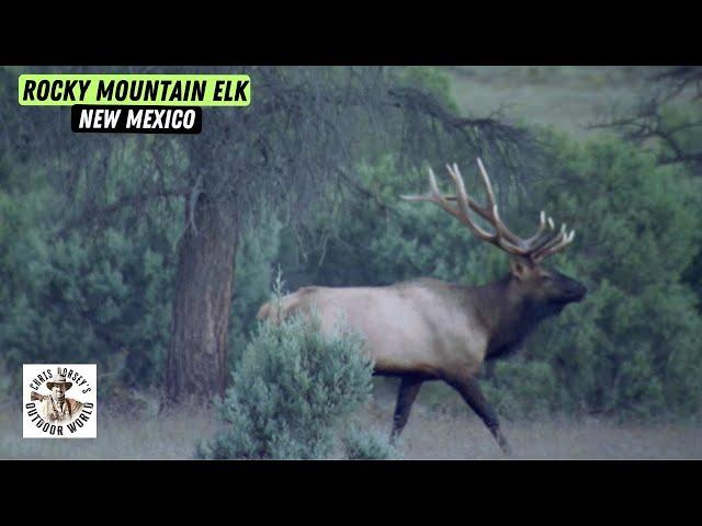 High-Altitude Hunt for His First Elk With a Bow