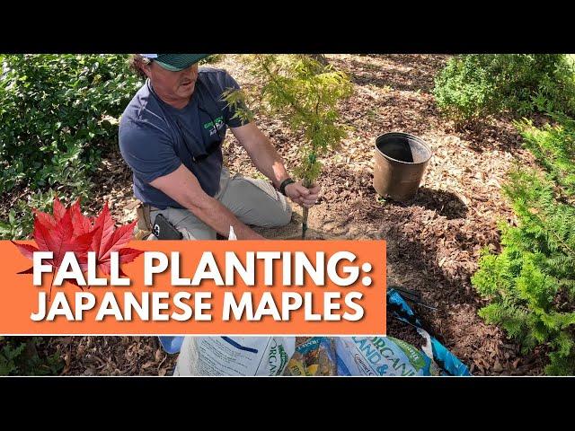 Planting Japanese Maples this Fall (And Why You Should Too)