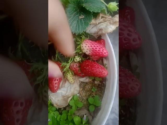 #stawberry #stawberryfruit #fruitcutting #fruits #gardenplants #viral #shorts #beautifulnature