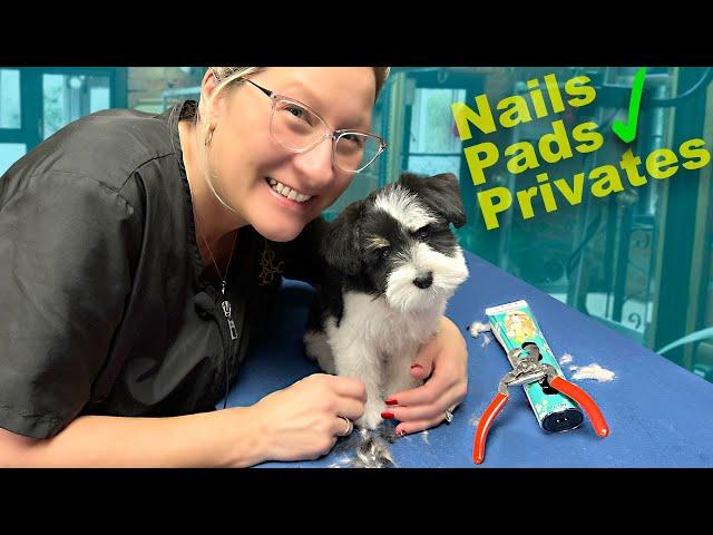 Puppy Private area, Paw Pads, and Nail Trim Lesson