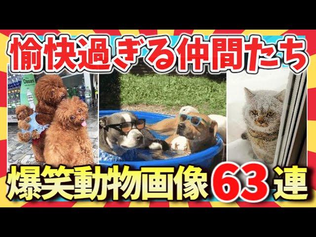 【爆笑】笑いと癒しの旅w爆笑動物映像＆画像63連発/ガルちゃん選抜/爆笑GIF動画/ゆっくり