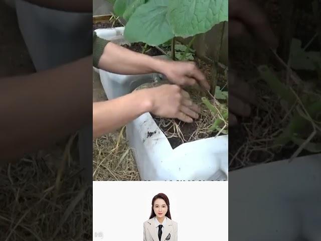 How to grow melon at home?