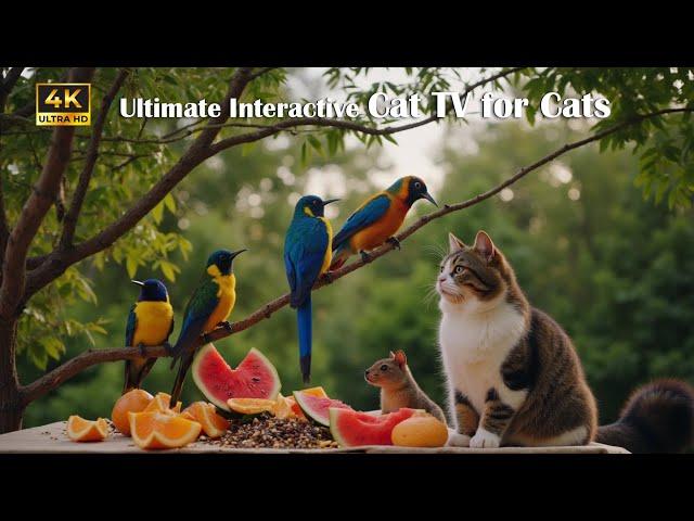  Ultimate Interactive Cat TV for Cats (4K HDR) ~ Birds and Squirrels for Hours of Fun ⭐ 9 HOURS ⭐