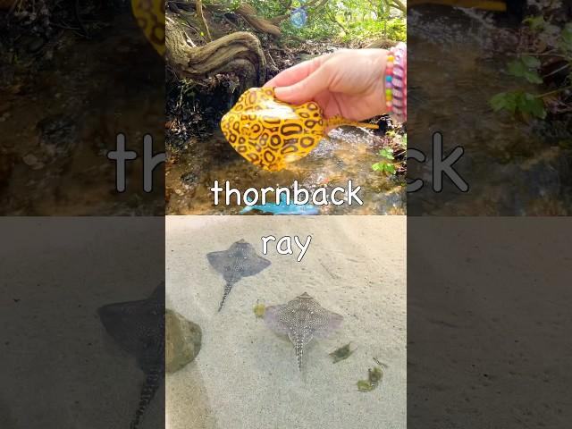 Kids Learn | Sea Animal Names at the Double Waterfall: Lobster Whale Shark Ray Shrimp Saw Shark