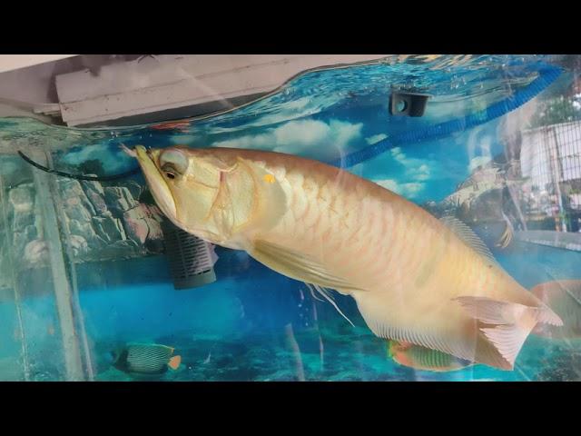 Gaint arowana jump  dropping eyes problem