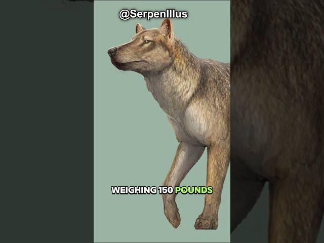 The Real World Dire Wolf 