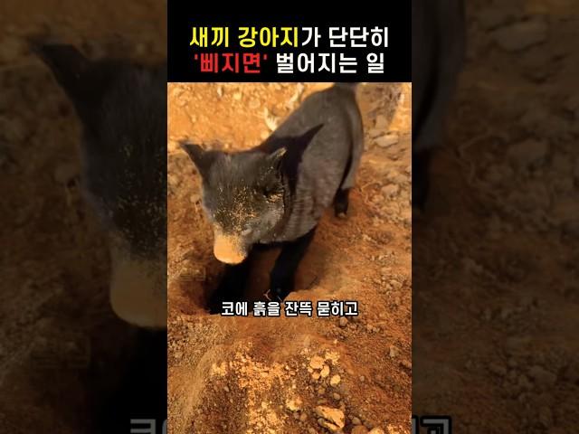 인절미가 되어버린 새끼 강아지가 주인에게 단단히 삐지면 벌어지는 일