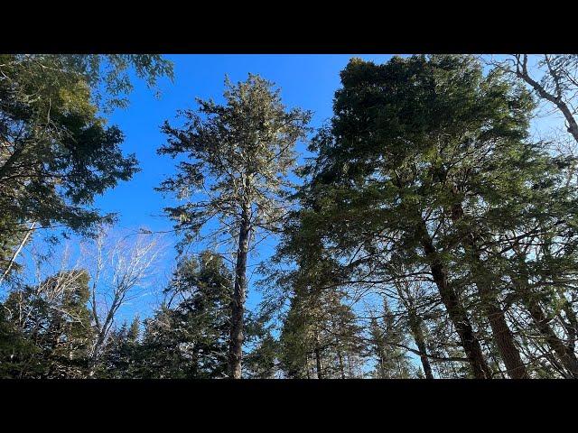Managing the Acadian Forest: Leaving deadwood