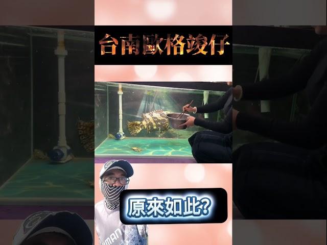餵食龍膽石斑 #fishing #熱門