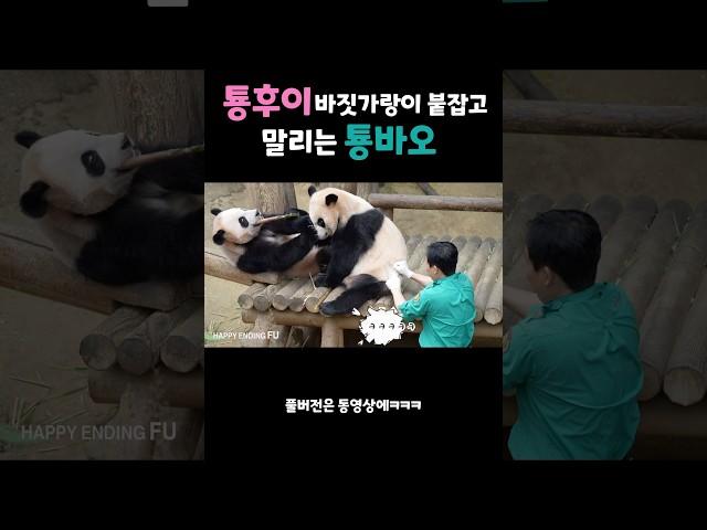 자기 죽순보다 큰 루이 죽순 쌔비지 하는 후이와 그런 후이 바짓가랑이 잡고 뜯어말리는 툥바오‍ㅋㅋㅋㅋ