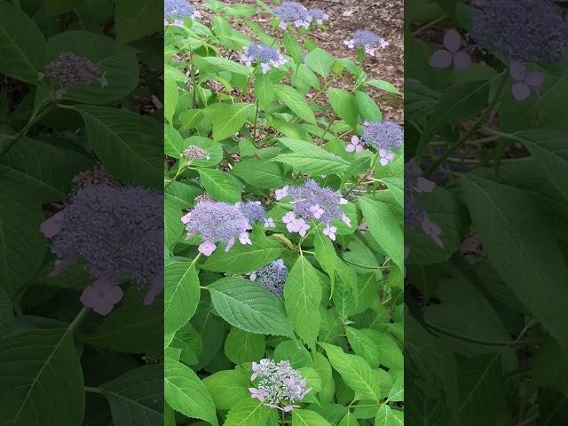 6월에도 새로운 꽃, 산수국은 아름답네요#6월 #보라#산수국