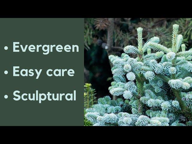 How conifers can transform your garden