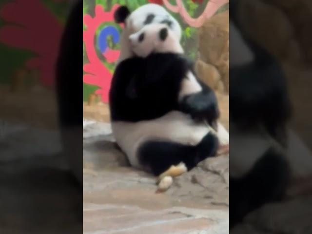 熊猫宝宝太可爱了，来妈妈亲一下 #panda #pandacub  #animals #pandachina  #giantpanda  #cute #funny #cutepanda