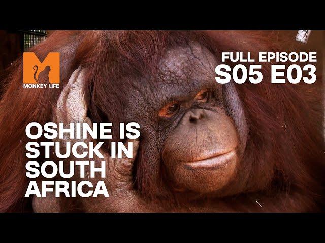 Oshine is Stuck | Season 5 Episode 3 | Full Episode | Monkey Life