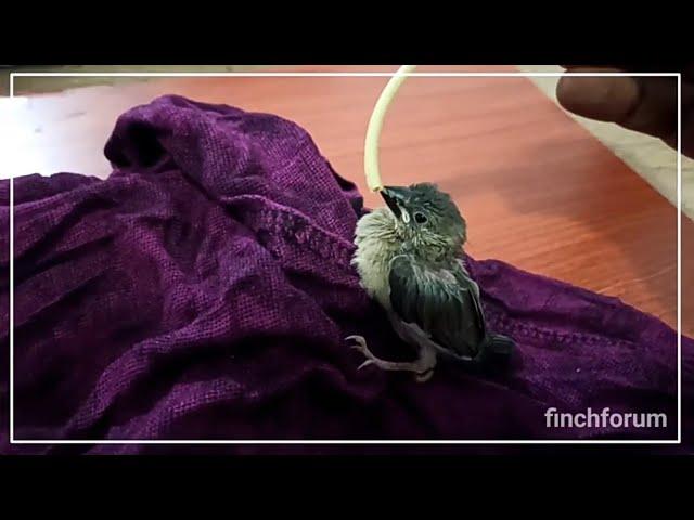 How to start hand feeding your finches  ||  Java Finch baby Growth stages  ||  How to Tame finches