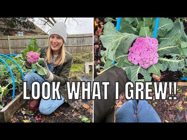 LOOK AT THIS CAULIFLOWER! / ALLOTMENT GARDENING UK