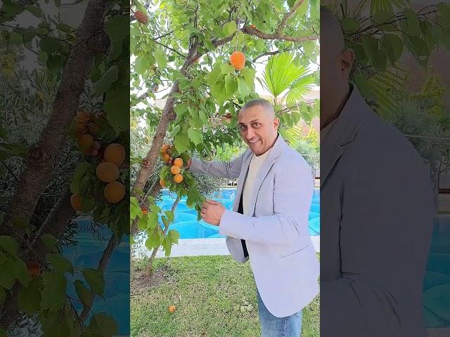 Абрикосы