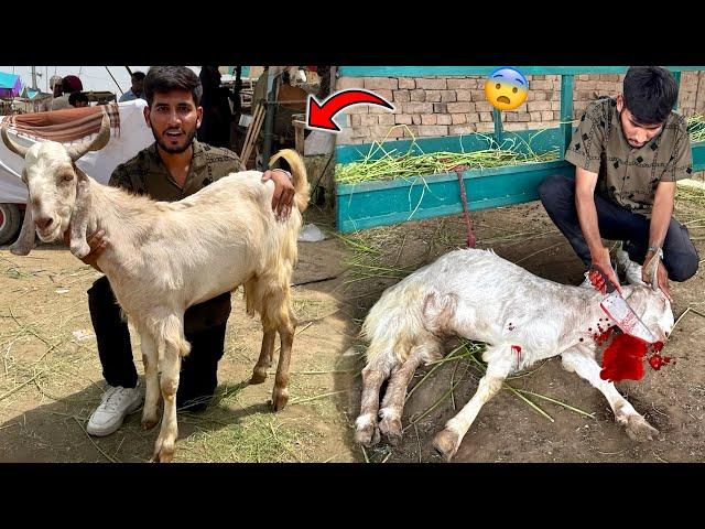 Qurbani Ky Leay Bakra Aa Gya Mandi Bhot Zaleel Hovy