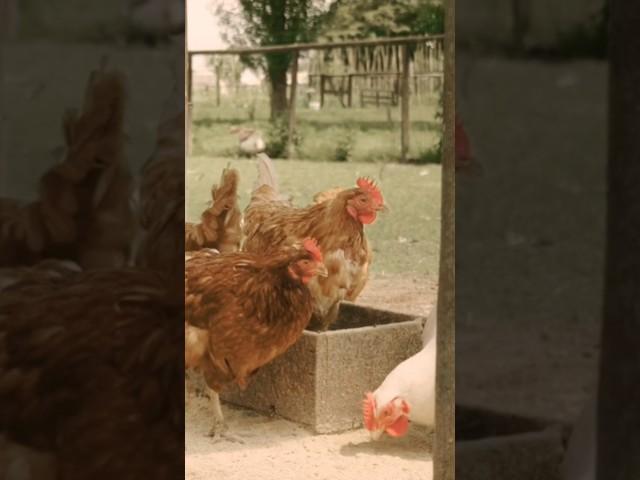 Hen Sounds ️