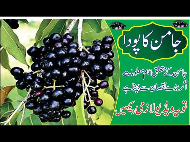 Jamun Tree a Nutritional and Medicinal Wonder.