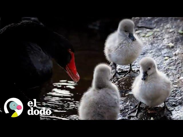 Mira a estos bebés blancos y esponjosos convertirse en los cisnes negros más hermosos | El Dodo