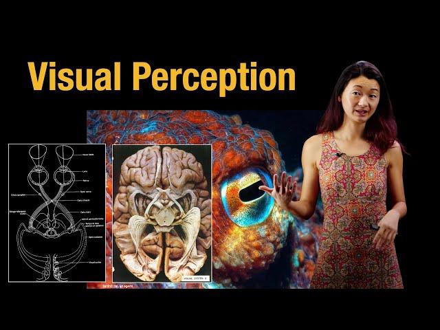 Visual perception | Retina, photoreceptors, and rhodopsin