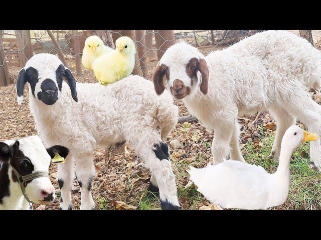 learn about adorable animals , Duck Sound , Sheep , Baby Cow , Chicken ,Animal Sound , lambs