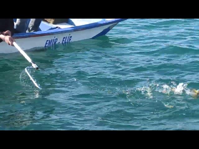 Рыбалка на Средиземном море. кефаль на удочку. Алания, Турция| Caught a mullet on a bait. Alanya