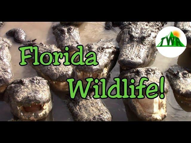 Everglades National Park Ecosystem Overview: Top of the Food Chain (1/2)