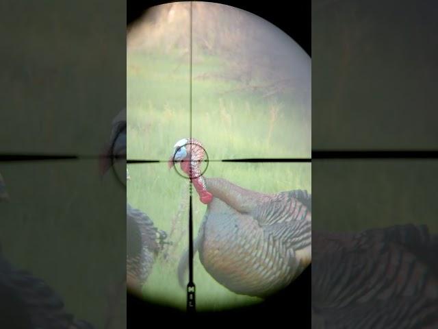 Longbeard XR VS. Turkey At 10 Steps..   #turkeyseason24 #hunting #winchester #spring