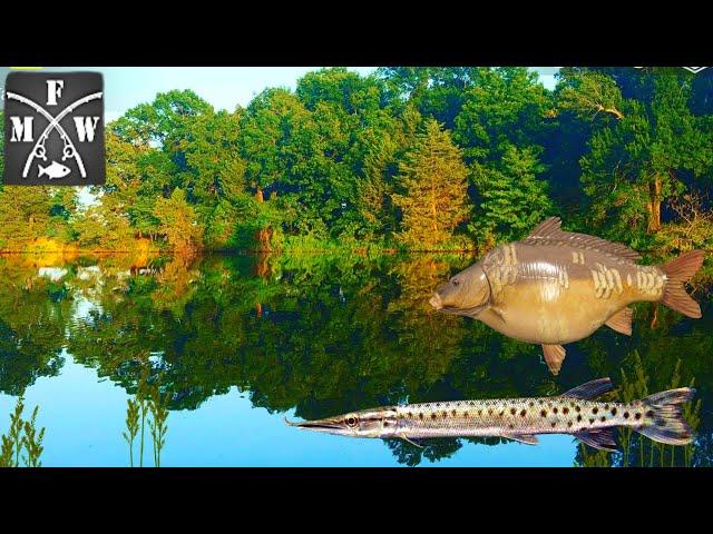 Spotted Pike, Salmon, Mirror Carp, Zander | My Fishing World