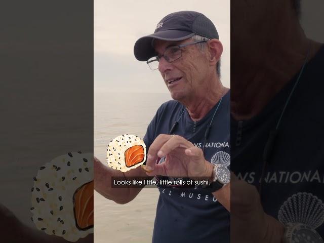 Shells with Doc Leal | Slipper Snail