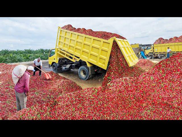 How Tons of Fresh Red Hot Chili Pepper are Harvested and Processed