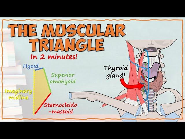 The Muscular Triangle