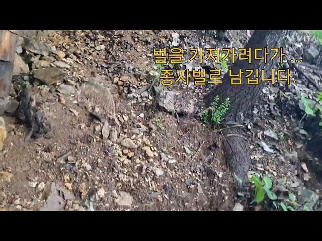 토종벌.손주벌.비오는날개고생. 가져오려다가 종자벌로 나두자.첫 자리가 황소자리구나