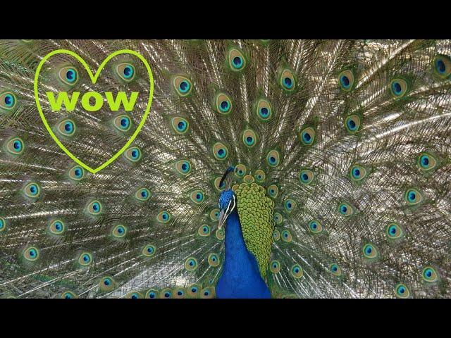 PEACOCK DANCE, PEACOCK OPENING FEATHERS, ARBORETUM PEACOCKS nature shared