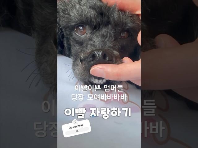 이빨이쁜 멈머 #멈머