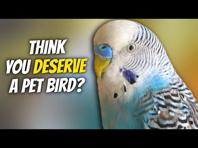 4 Signs You're a BAD Bird Owner