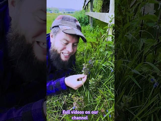 Ground ivy! Ancient Beer & Medicinal Herb #shorts #asmr #history