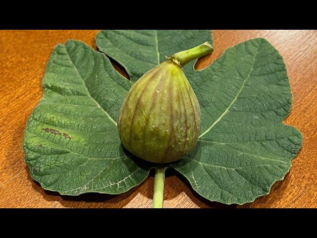 Sweet Joy Fig Tasting